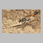 Ammophila sabulosa - Sandwespe 55 20mm beim Nestverschluss.jpg